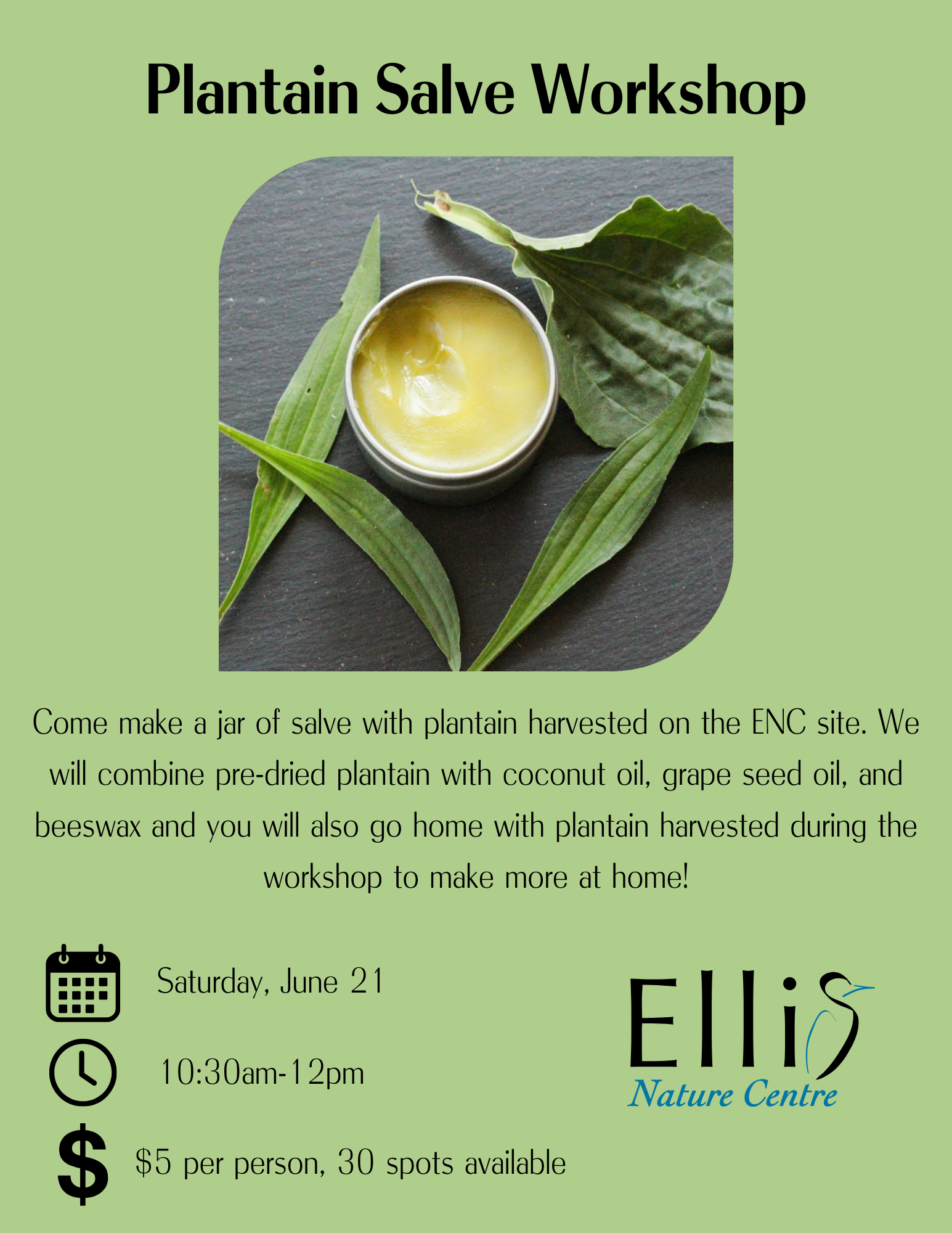 Plantain Salve Making