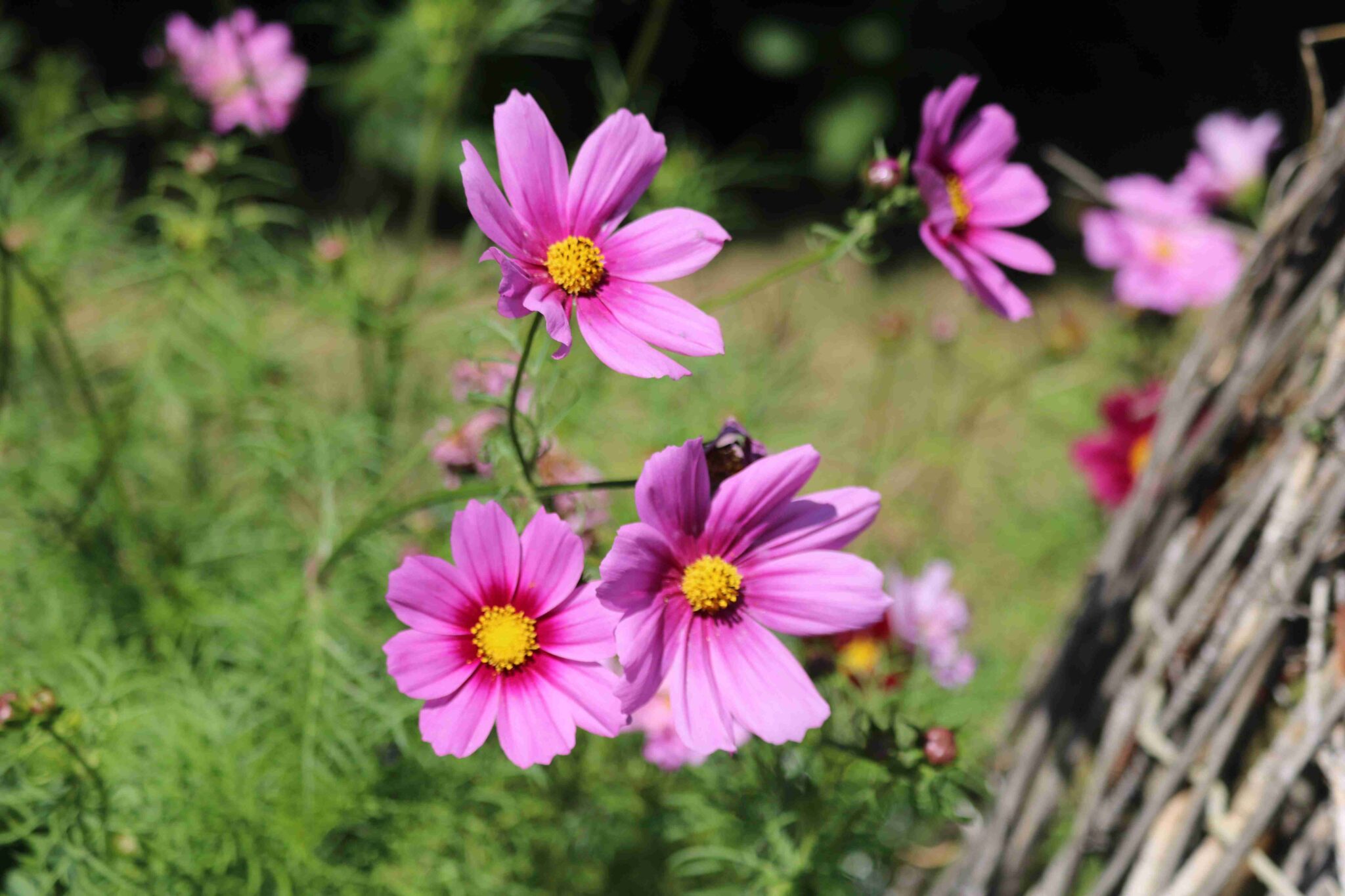 Knee High Nature Flowers