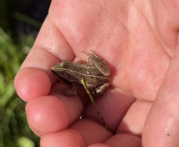 Knee High Nature Frogs
