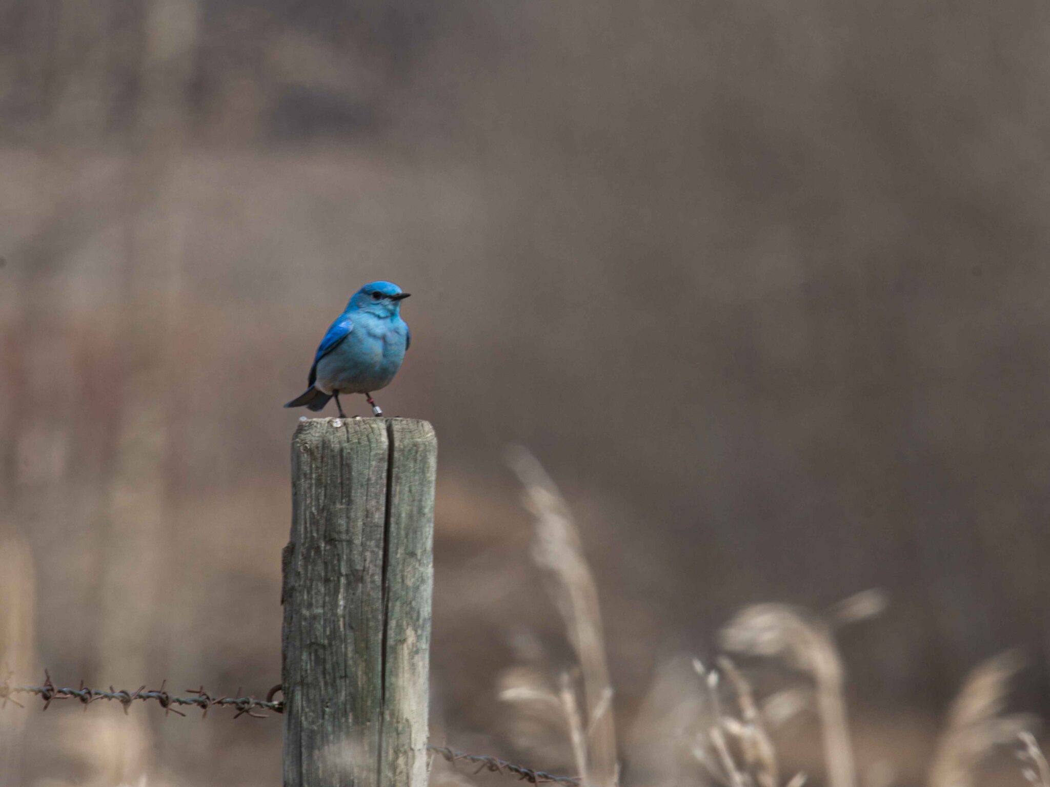 Knee High Nature Bluebirds