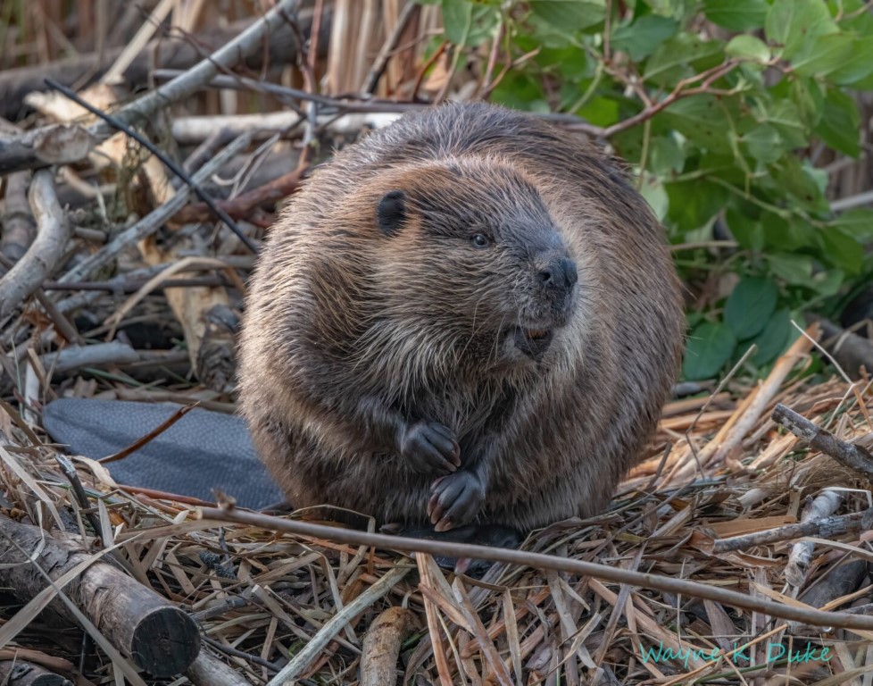 Knee High Nature Beavers