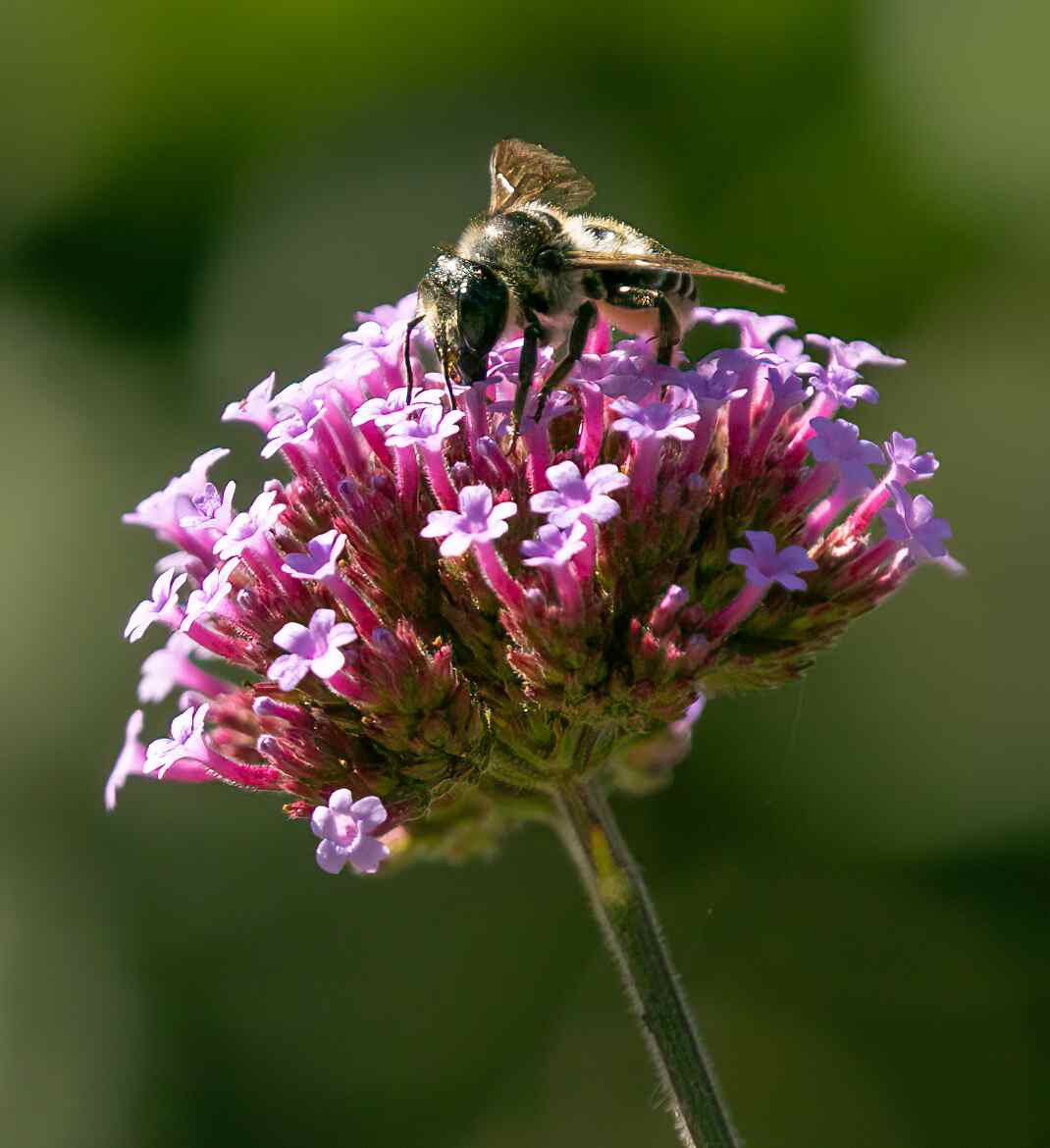Knee High Nature Bees