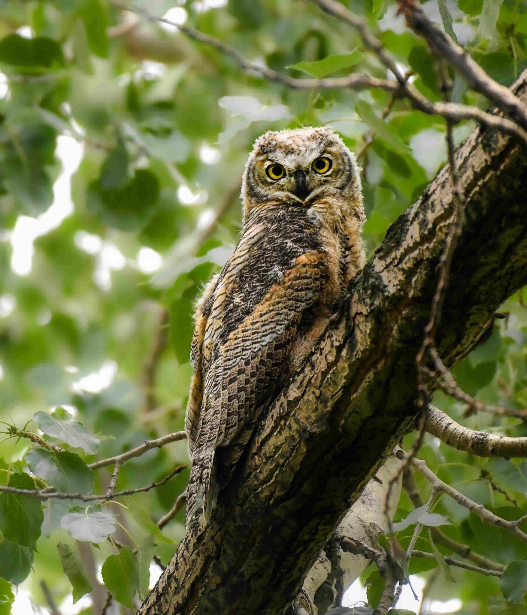 Knee High Nature Owls