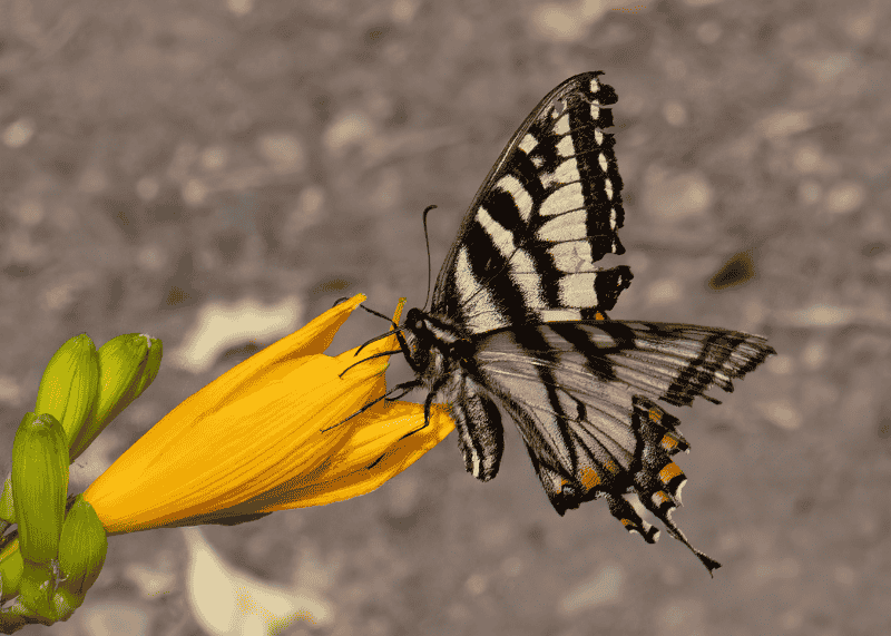 Knee High Nature Butterflies