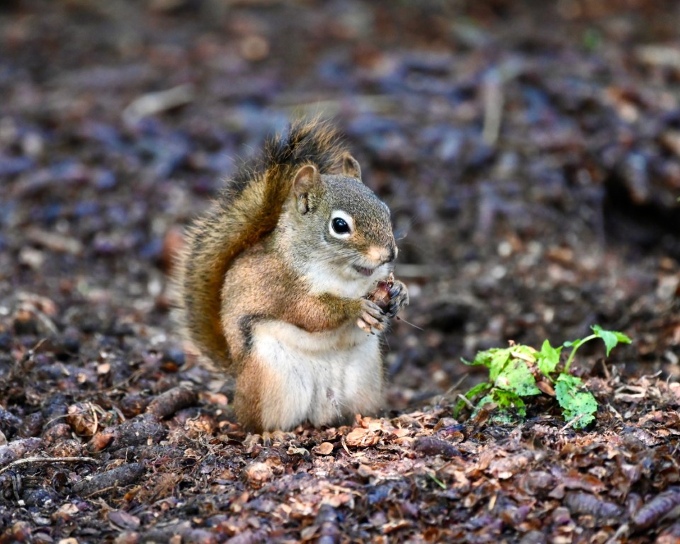 Knee High Nature Squirrels