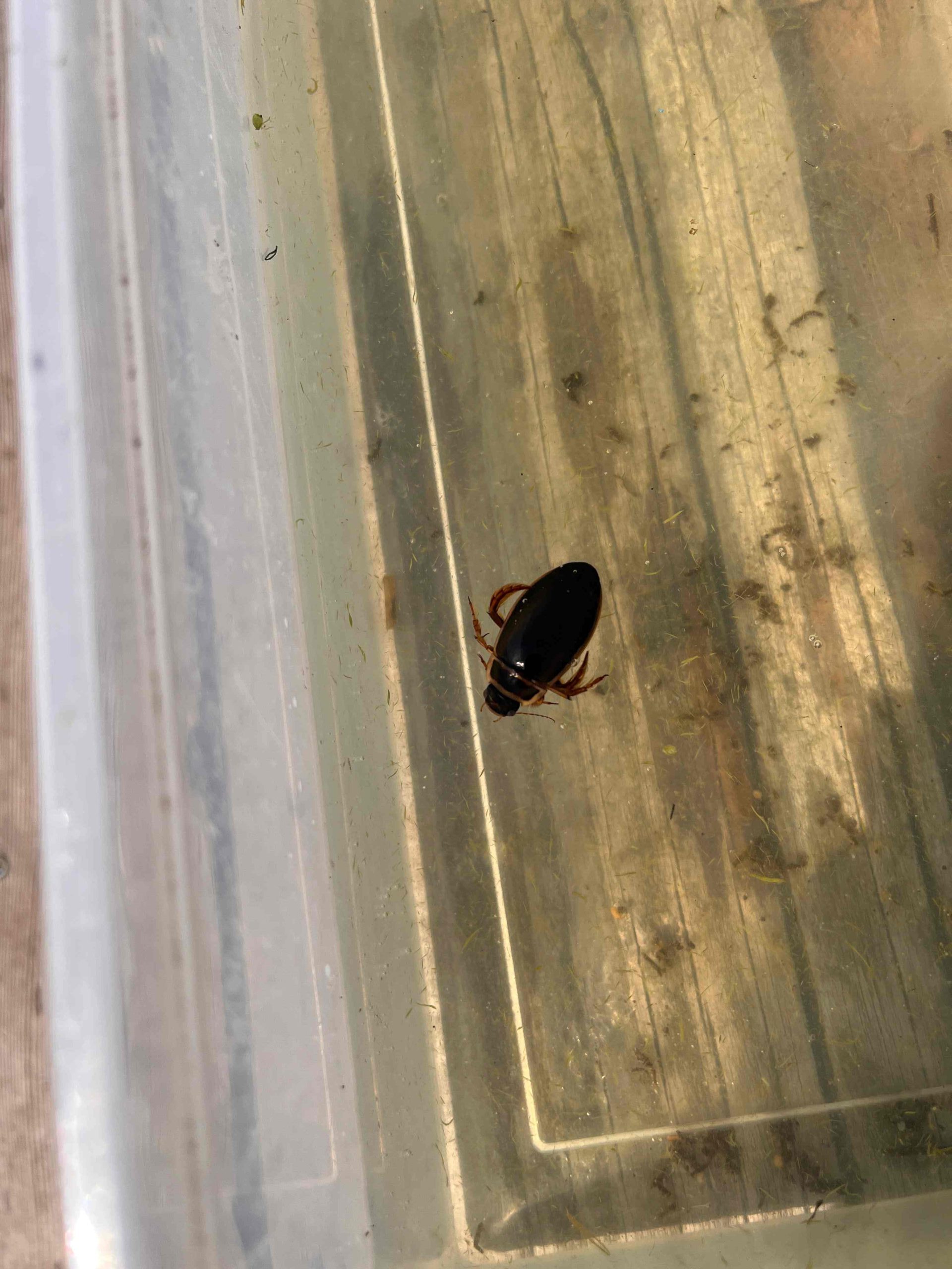 Knee High Nature Aquatic Insects