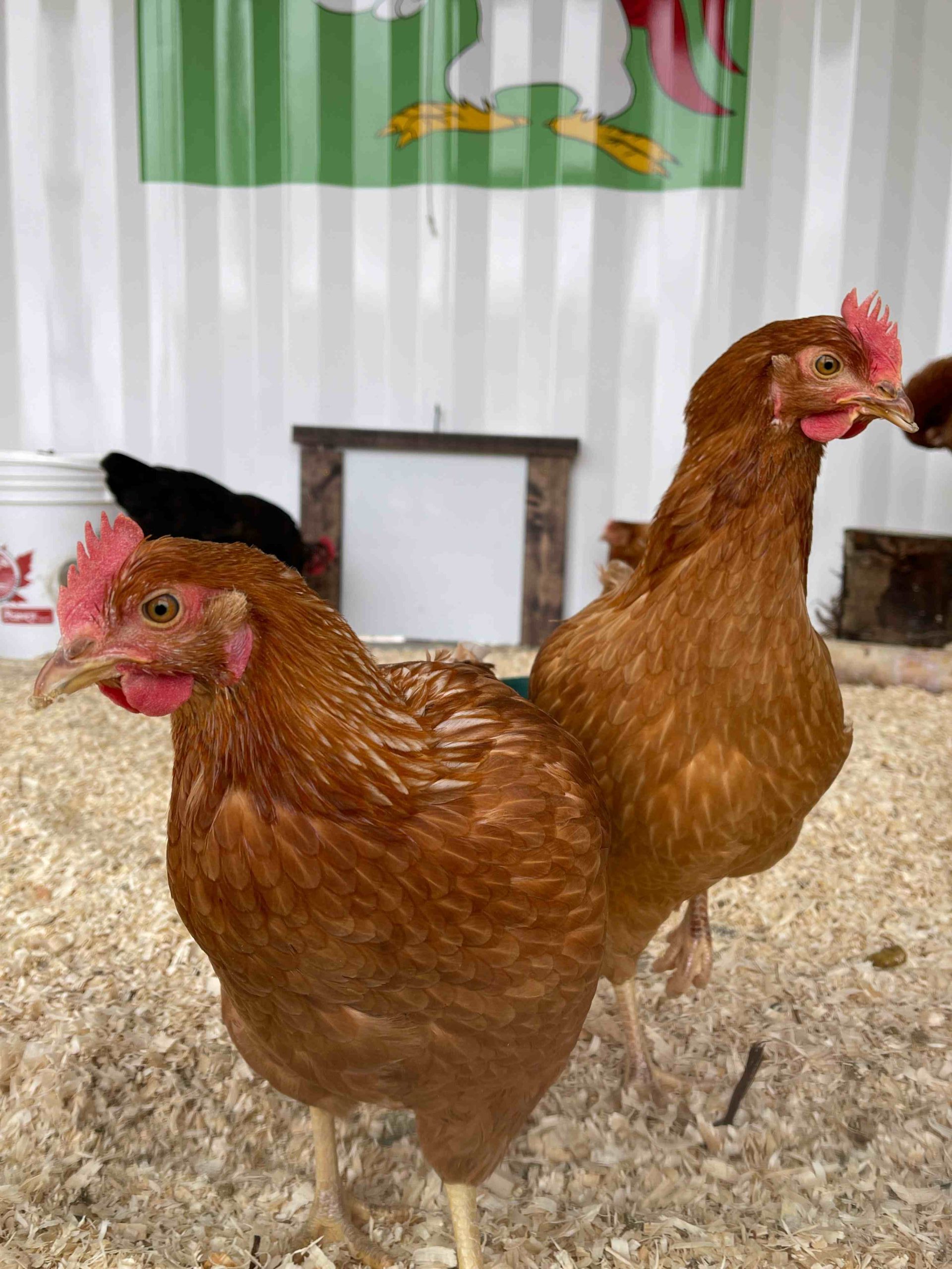 Knee High Nature Chickens
