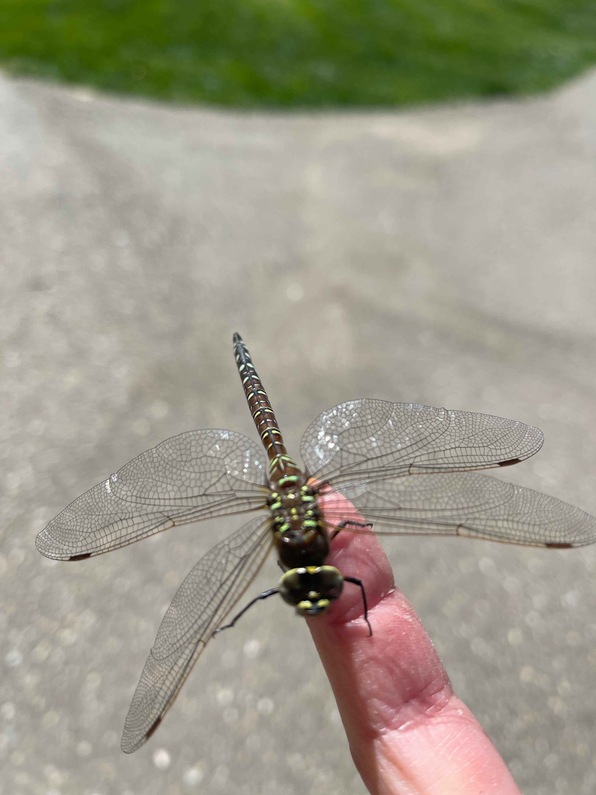 Knee High Nature Dragonflies