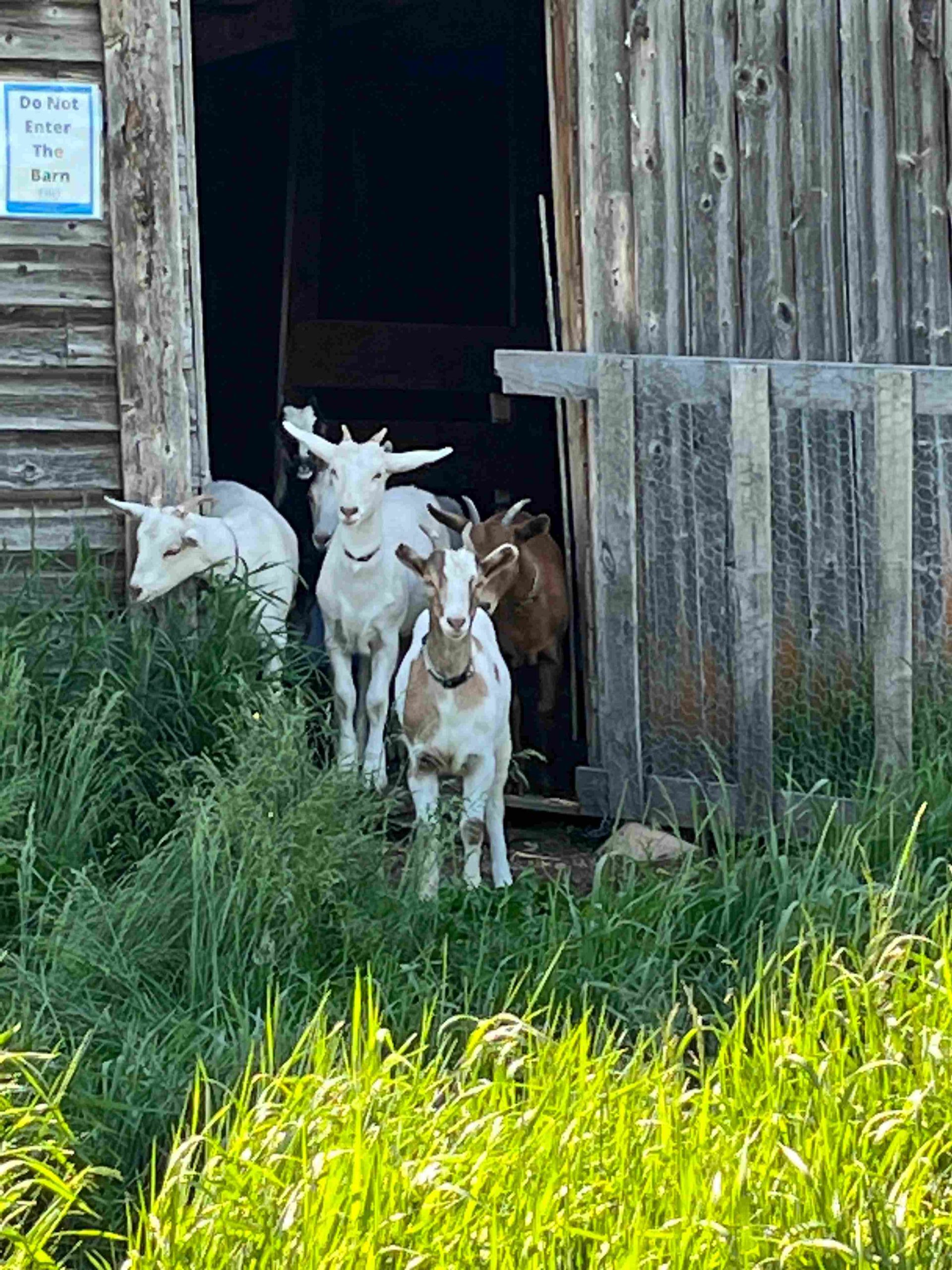 Knee High Nature Goats
