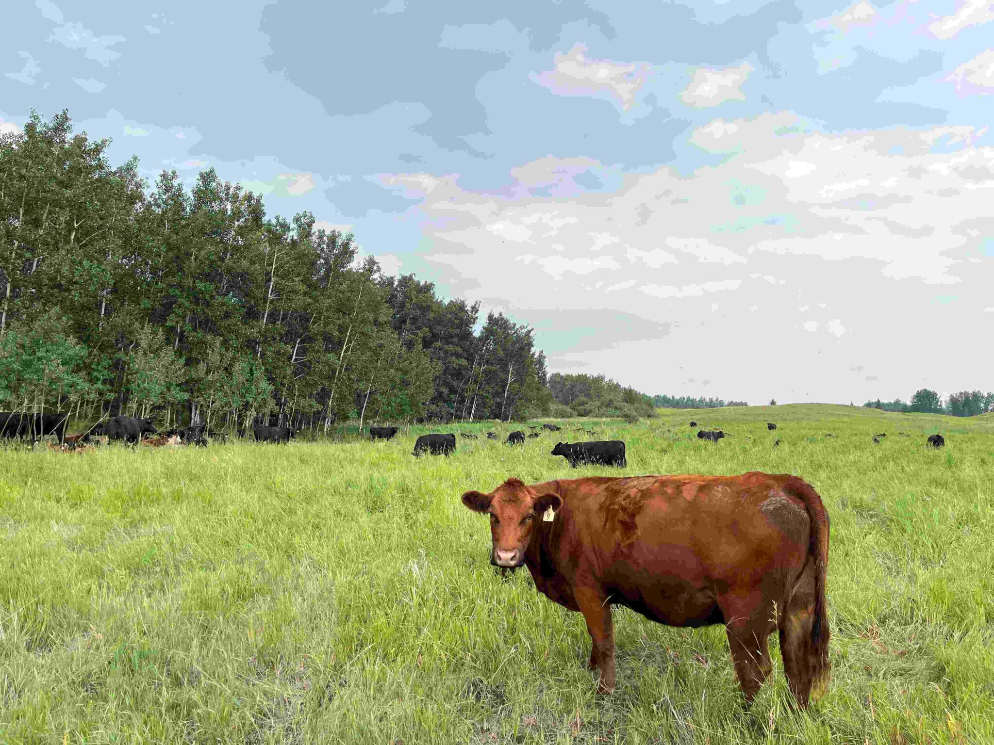 Knee High Nature Cows