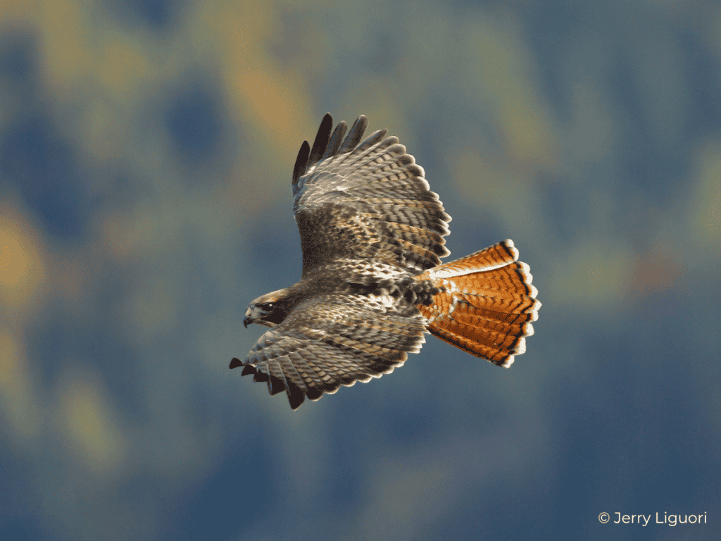 Knee High Nature Hawks